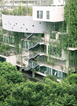 利用一切空间发展立体绿化 宁波要让绿色＂立＂