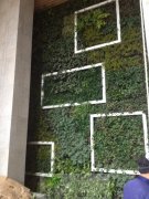 青城园林植物墙经典案例