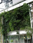 青城园林植物墙经典案例3