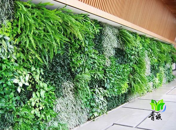 植物背景墙这一新型的立体垂直绿化在国内的市