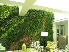 生态植物墙的美