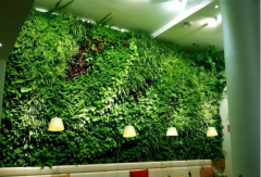 传统墙面绿化植物墙常用藤蔓类别及种类
