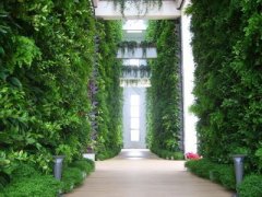 为什么现在越来越多人选择垂直植物墙？