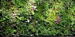植物墙-变身雾霾天的“空气净化器”